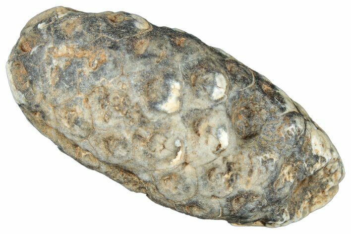 Fossil Cycadophyte Seed Cone - Boujdour, Morocco #325282